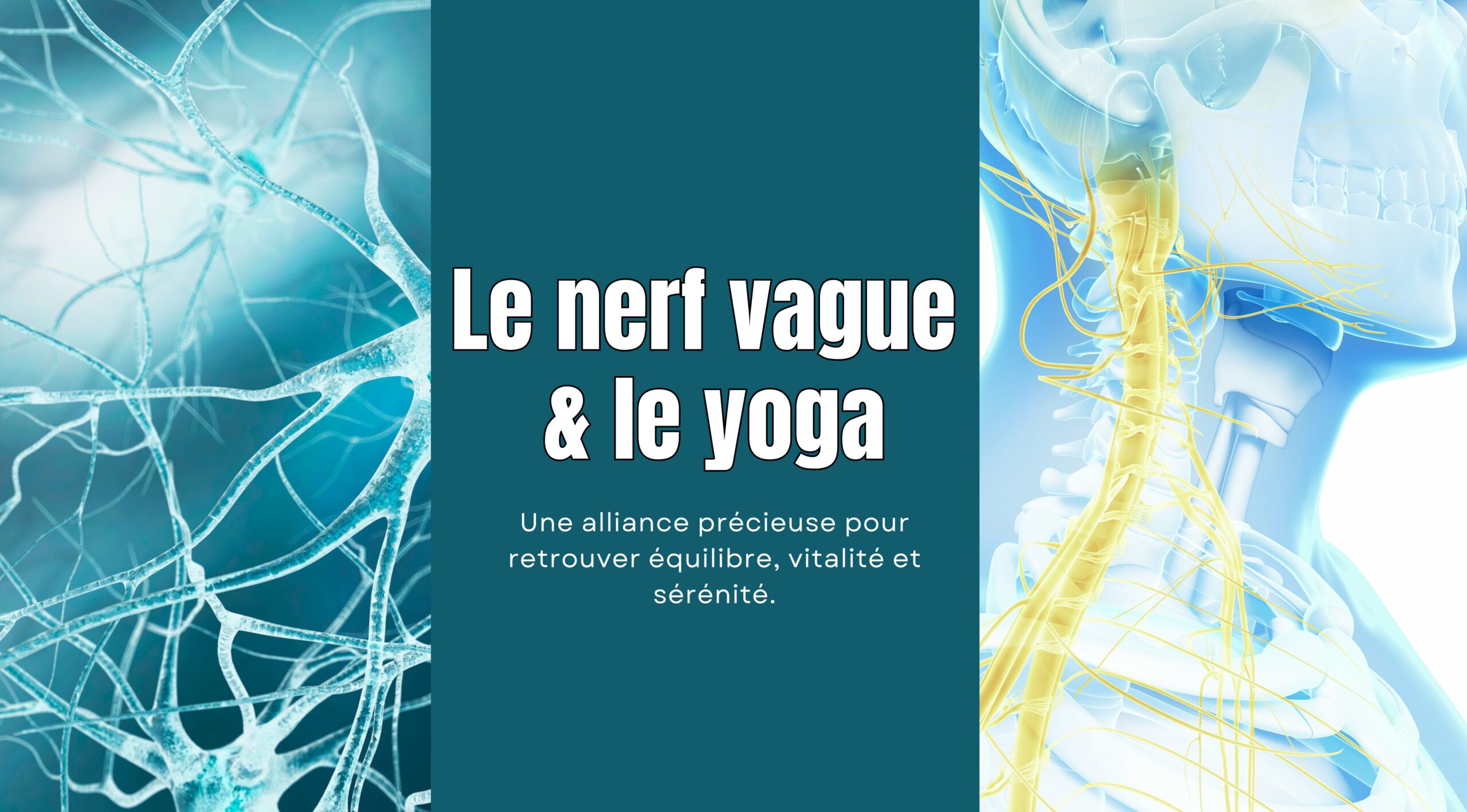 couverture-article-nerf-vague-et-le-yoga-espace-ananda-massy